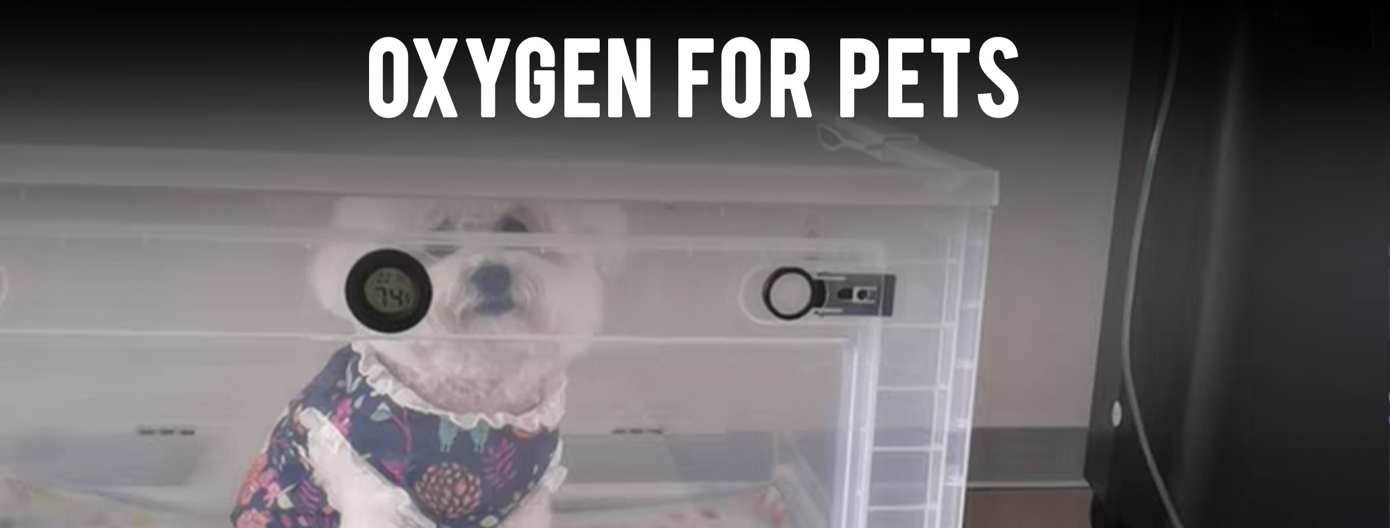 Oxygen for Pets